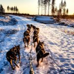 laplandfinlanddogsled